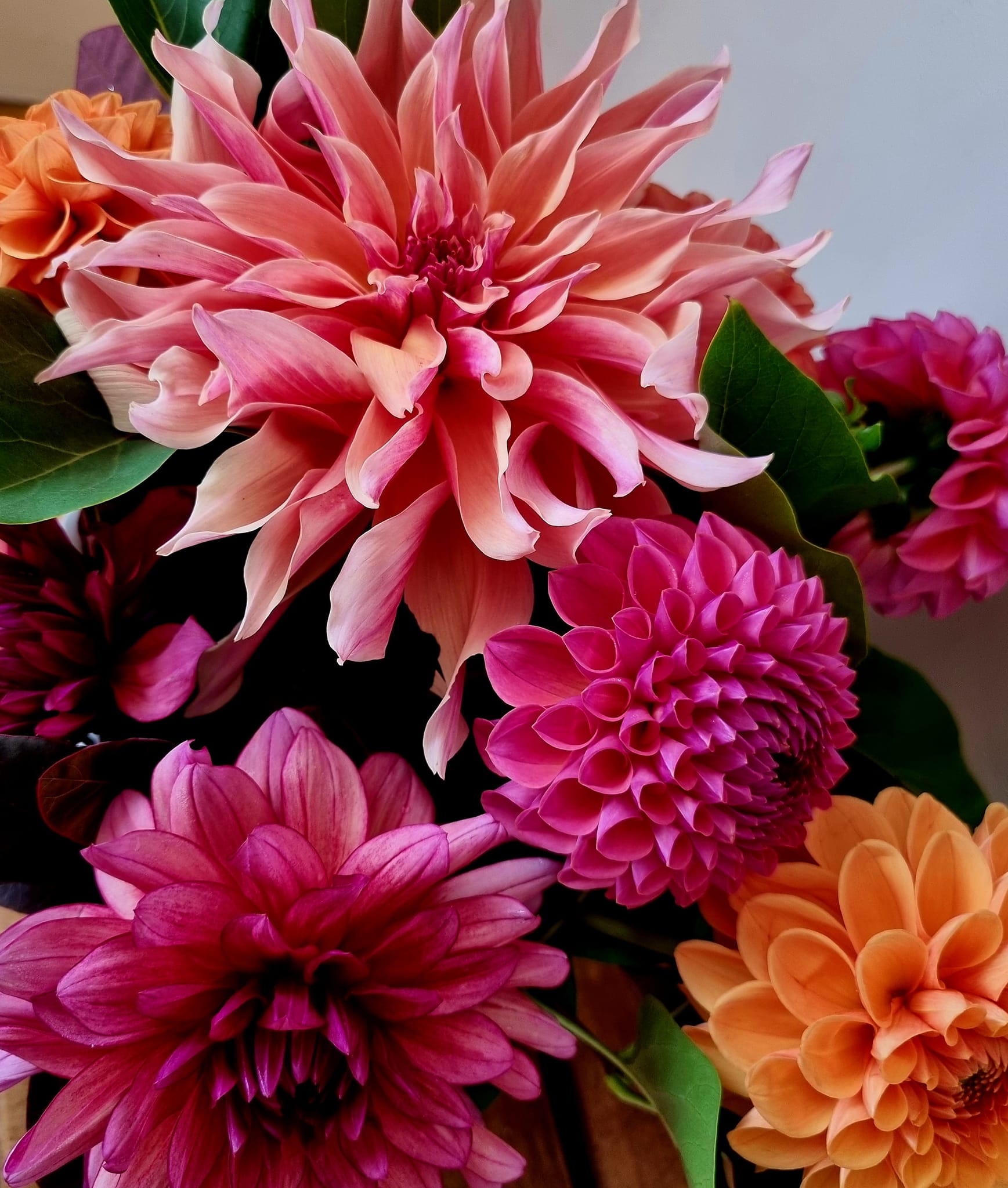 Dahlias.jpg